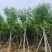 黄花腊肠树12～20公分基地直销规格齐全欢迎老板来电