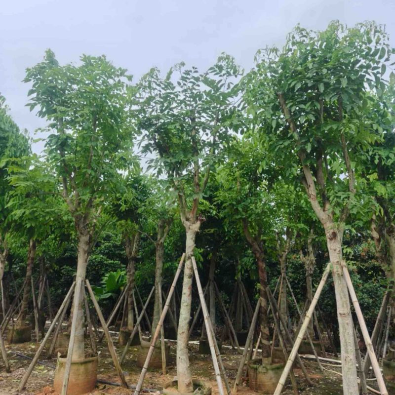 黄花腊肠树12～20公分基地直销规格齐全欢迎老板来电