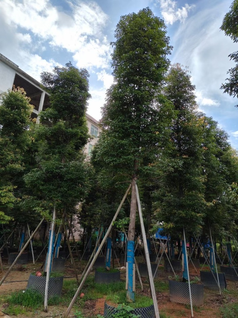 全冠香樟树/全冠澳洲火焰木/大骨架金丝楠木基地直销