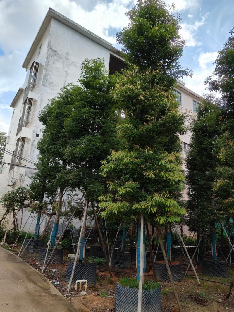 全冠香樟树/全冠澳洲火焰木/大骨架金丝楠木基地直销