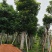 骨架秋枫/光杆秋枫12-18公分基地直销规格齐全