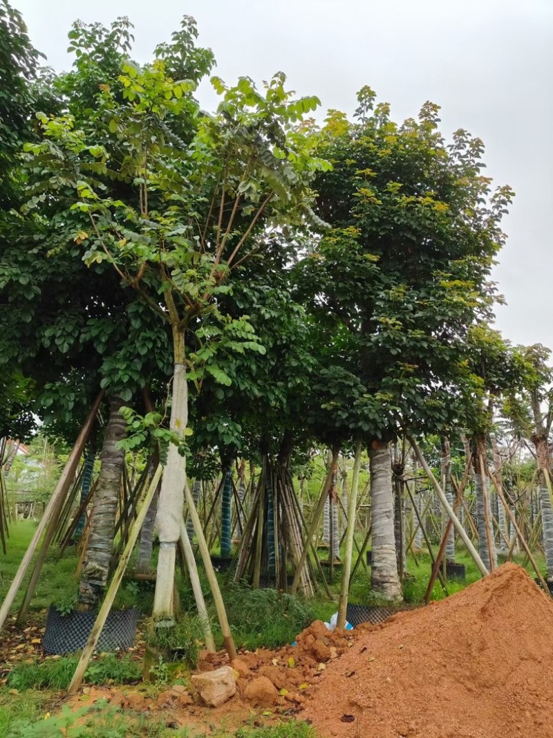 骨架秋枫/光杆秋枫12-18公分基地直销规格齐全