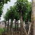 骨架秋枫/光杆秋枫12-18公分基地直销规格齐全