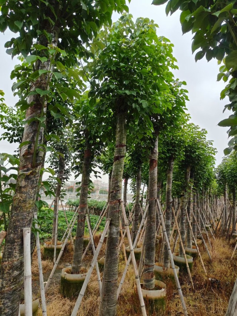 骨架秋枫/光杆秋枫12-18公分基地直销规格齐全