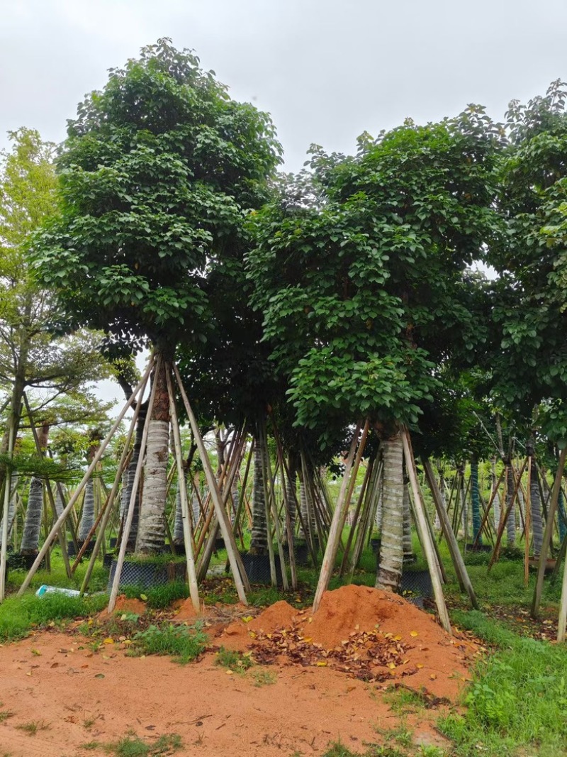 骨架秋枫/光杆秋枫12-18公分基地直销规格齐全