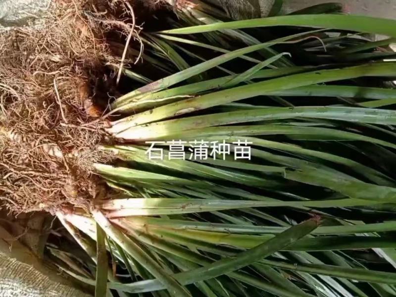 石菖蒲种苗种苗干货成品质量保证菖蒲苗石