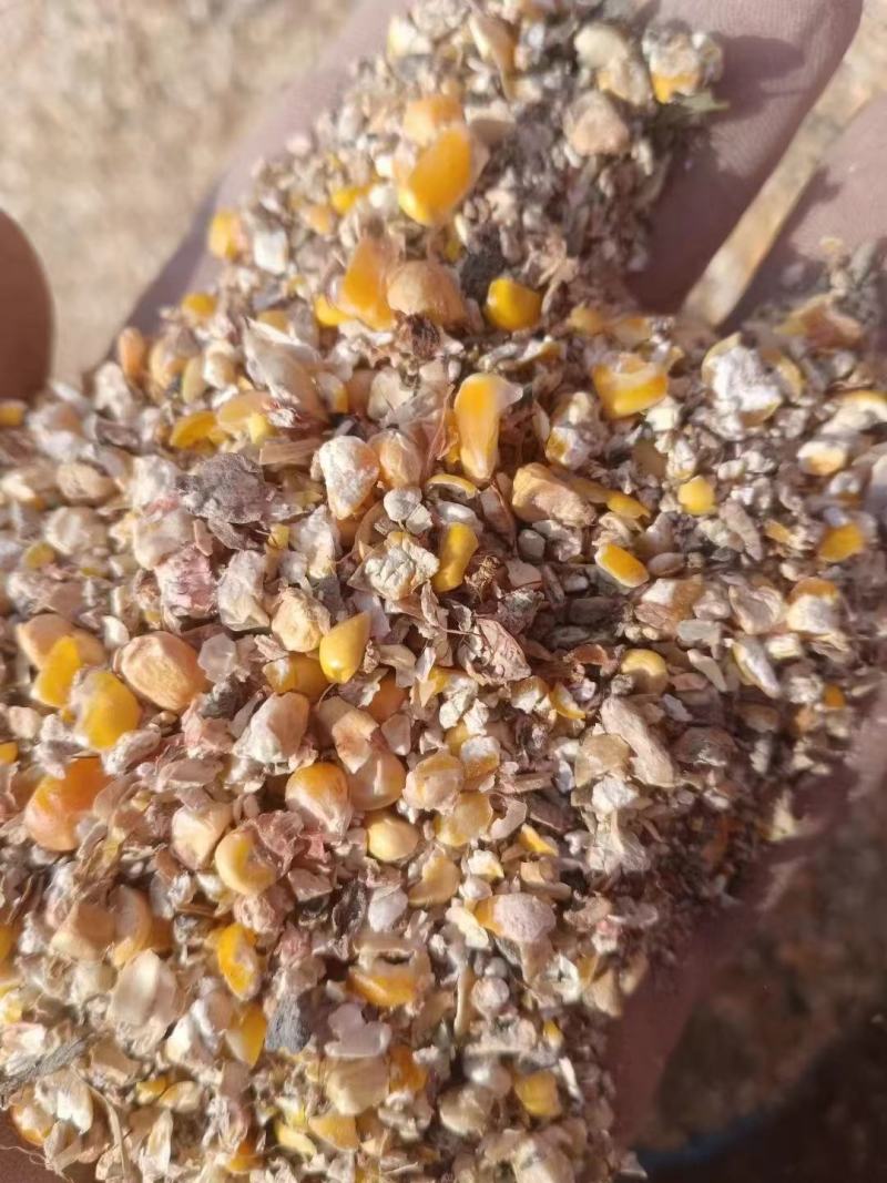 毛粮碎玉米净粮各种规格鸡鸭鹅牛羊养殖常年供应