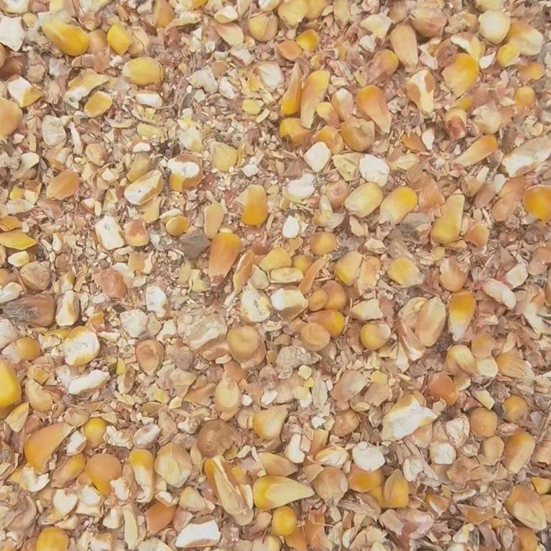 毛粮碎玉米净粮各种规格鸡鸭鹅牛羊养殖常年供应