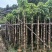 截杆秋枫树5～16公分基地直销基地规格齐全欢迎来电