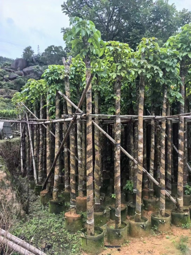 截杆秋枫树5～16公分基地直销基地规格齐全欢迎来电