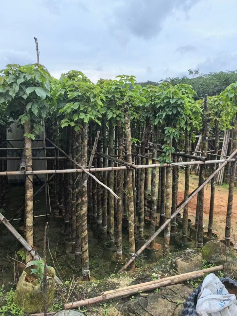 截杆秋枫树5～16公分基地直销基地规格齐全欢迎来电