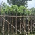 截杆秋枫树5～16公分基地直销基地规格齐全欢迎来电