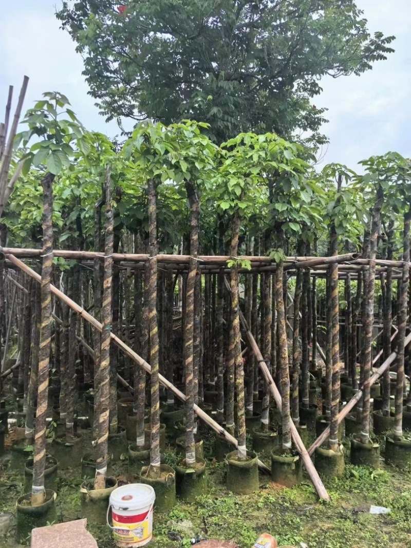 截杆秋枫树5～16公分基地直销基地规格齐全欢迎来电