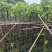 截杆秋枫树5～16公分基地直销基地规格齐全欢迎来电