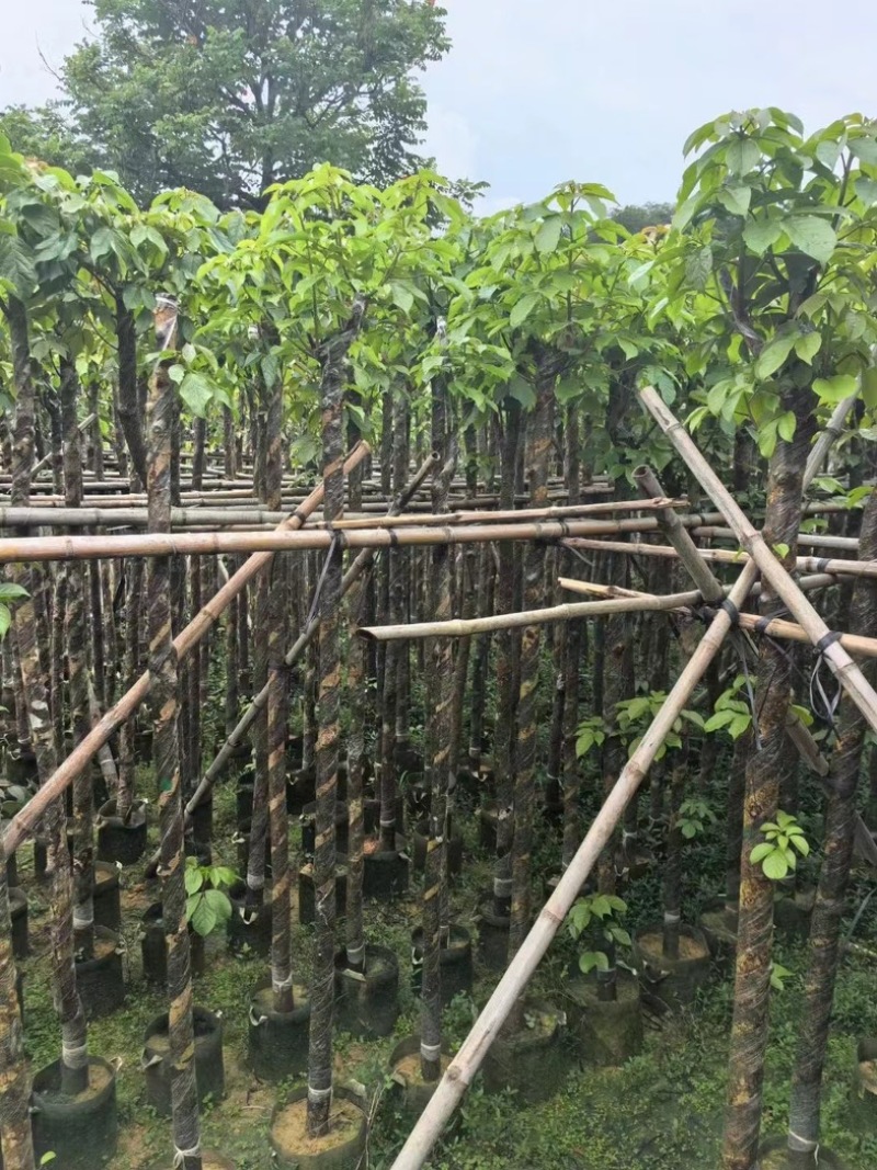 截杆秋枫树5～16公分基地直销基地规格齐全欢迎来电