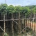 截杆秋枫树5～16公分基地直销基地规格齐全欢迎来电