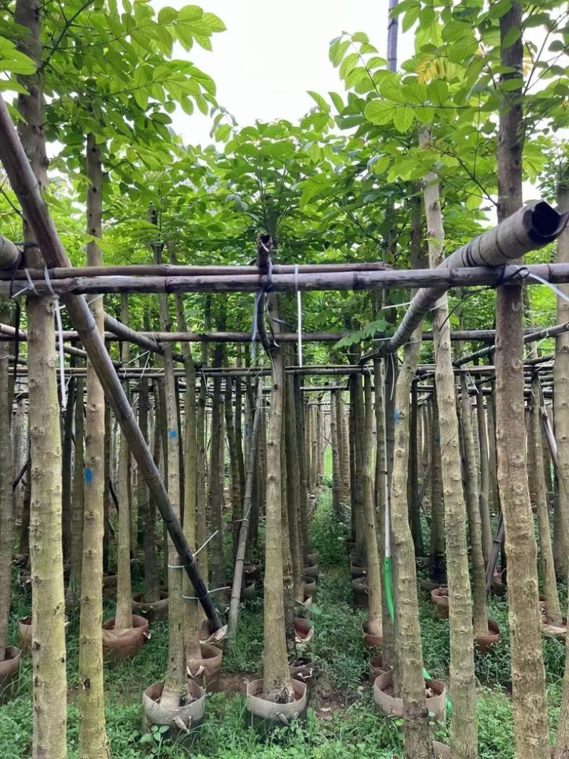 截杆火焰木5～12公分基地直销规格齐全欢迎老板来电