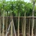 截杆火焰木5～12公分基地直销规格齐全欢迎老板来电