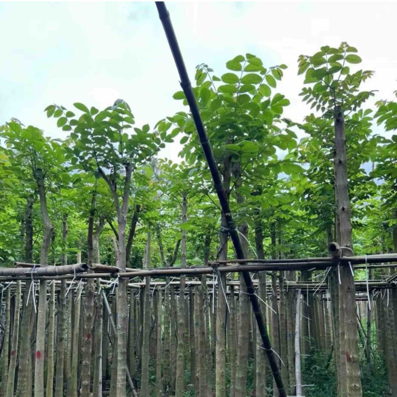 截杆火焰木5～12公分基地直销规格齐全欢迎老板来电