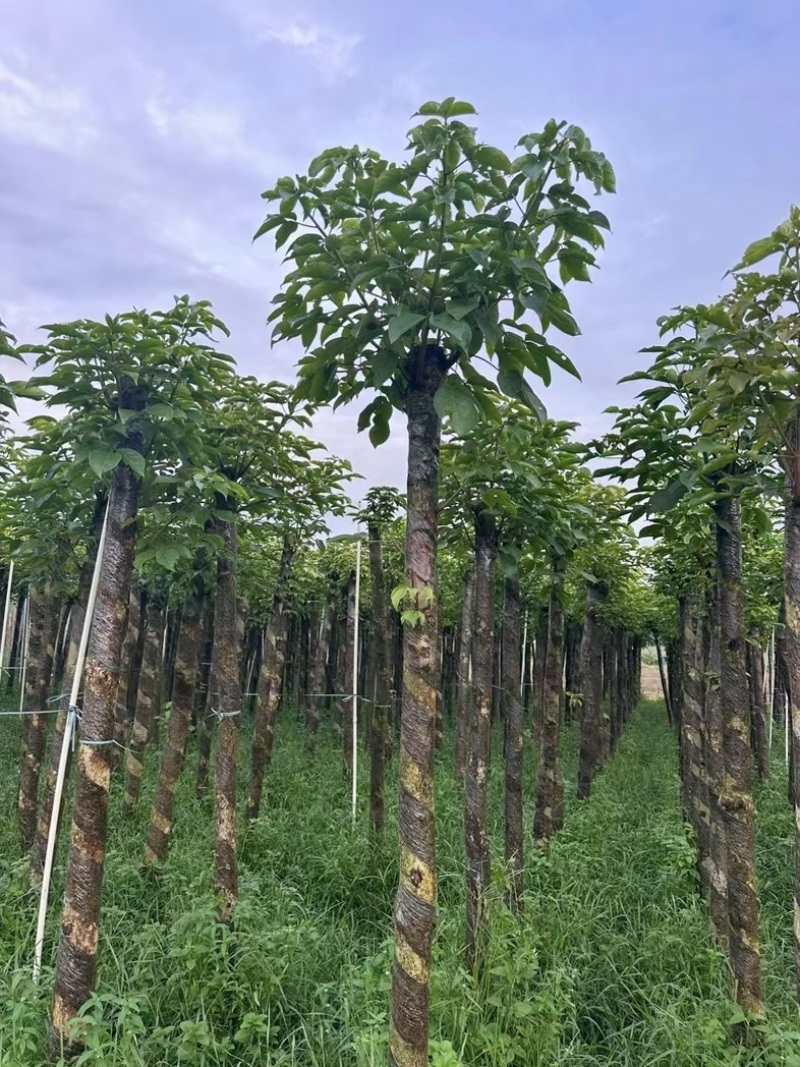 光杆秋枫树8～15公分基地直销规格齐全欢迎老板来电