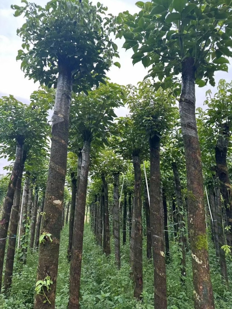 光杆秋枫树8～15公分基地直销规格齐全欢迎老板来电