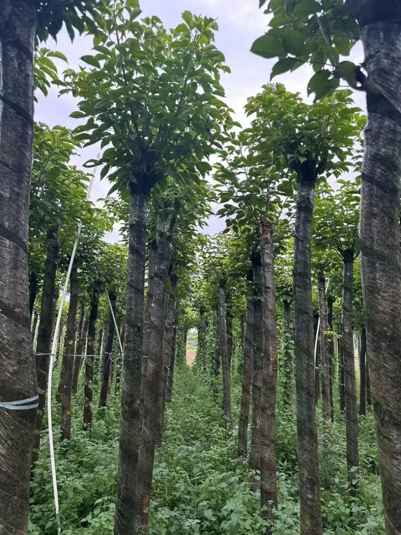 光杆秋枫树8～15公分基地直销规格齐全欢迎老板来电