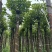 光杆秋枫树8～15公分基地直销规格齐全欢迎老板来电