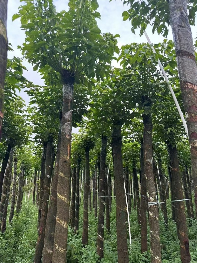 光杆秋枫树8～15公分基地直销规格齐全欢迎老板来电