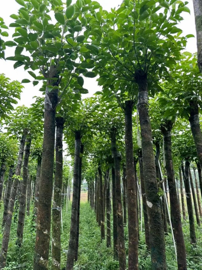光杆秋枫树8～15公分基地直销规格齐全欢迎老板来电