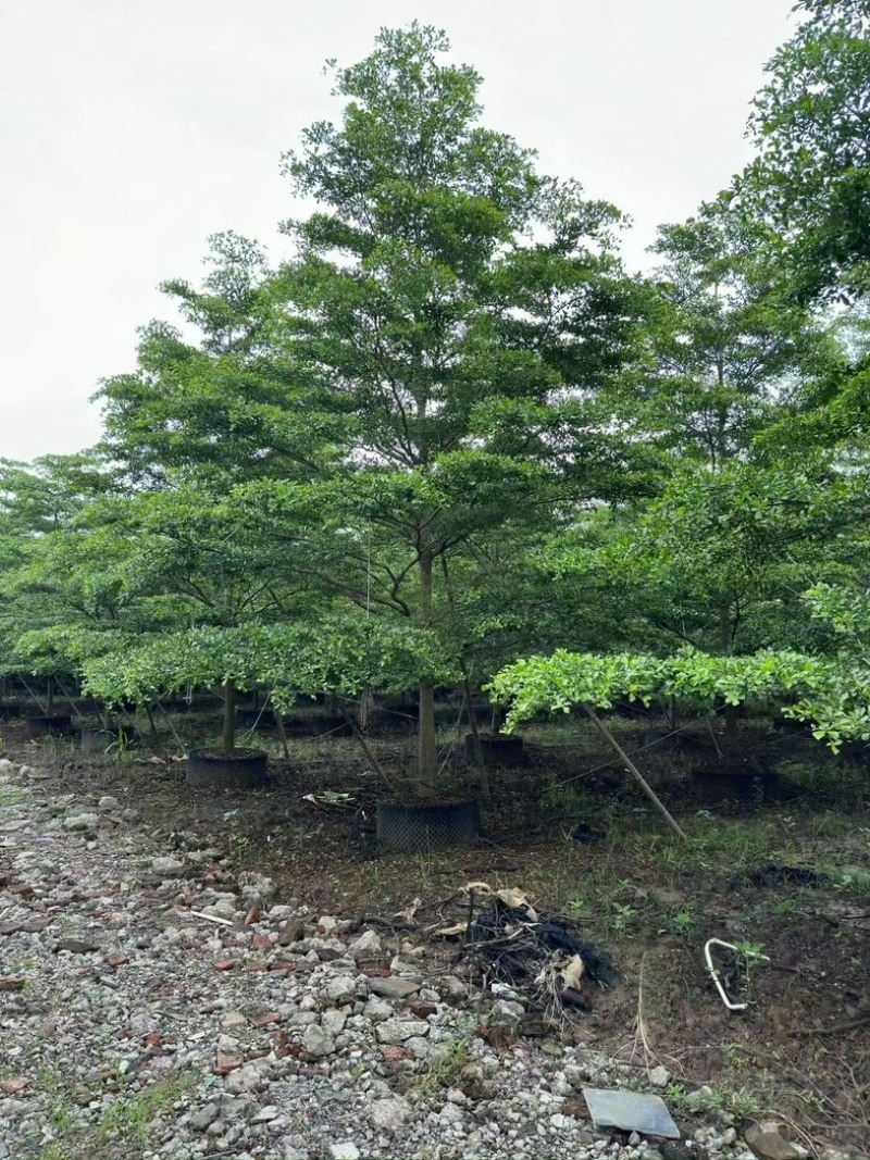 全冠小叶榄仁树10～18公分基地直销规格齐全欢迎来电