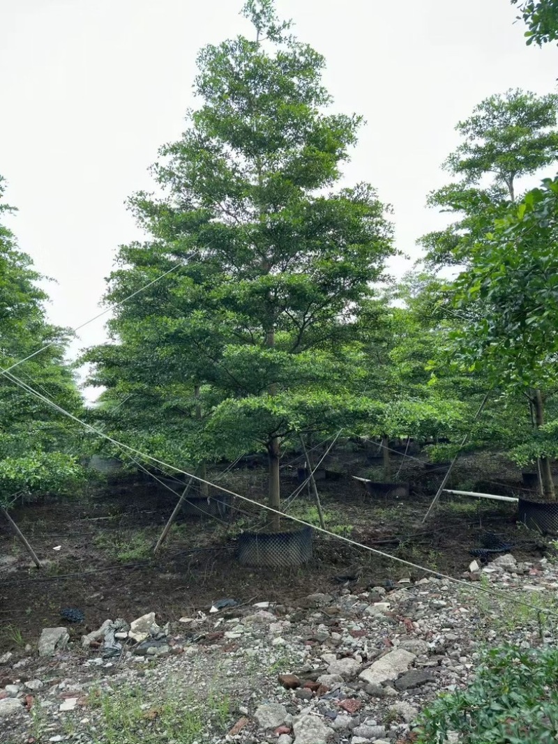 全冠小叶榄仁树10～18公分基地直销规格齐全欢迎来电