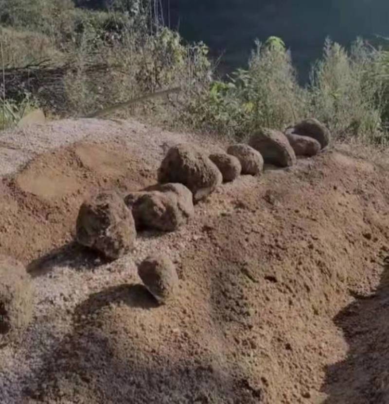 【推荐】无硫精品茯苓，产地直销，价格美丽，品质保证