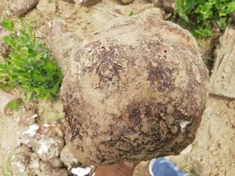【推荐】无硫精品茯苓，产地直销，价格美丽，品质保证