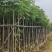 光杆复羽叶栾树，国庆花5～25公分基地直销规格齐全