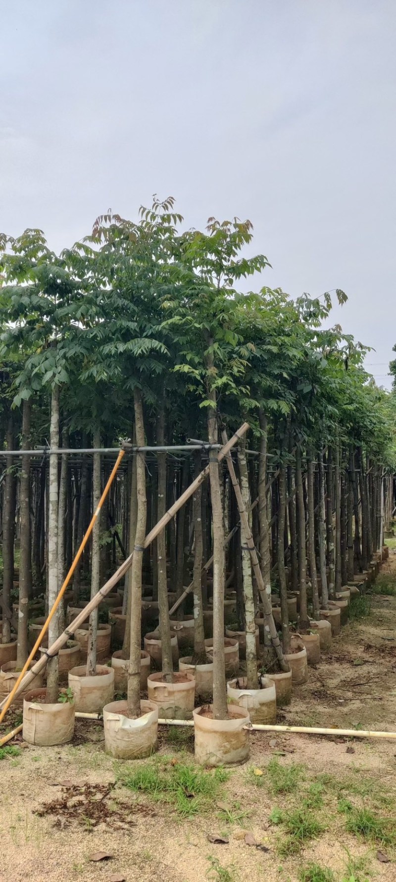 光杆复羽叶栾树，国庆花5～25公分基地直销规格齐全