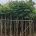 光杆复羽叶栾树，国庆花5～25公分基地直销规格齐全