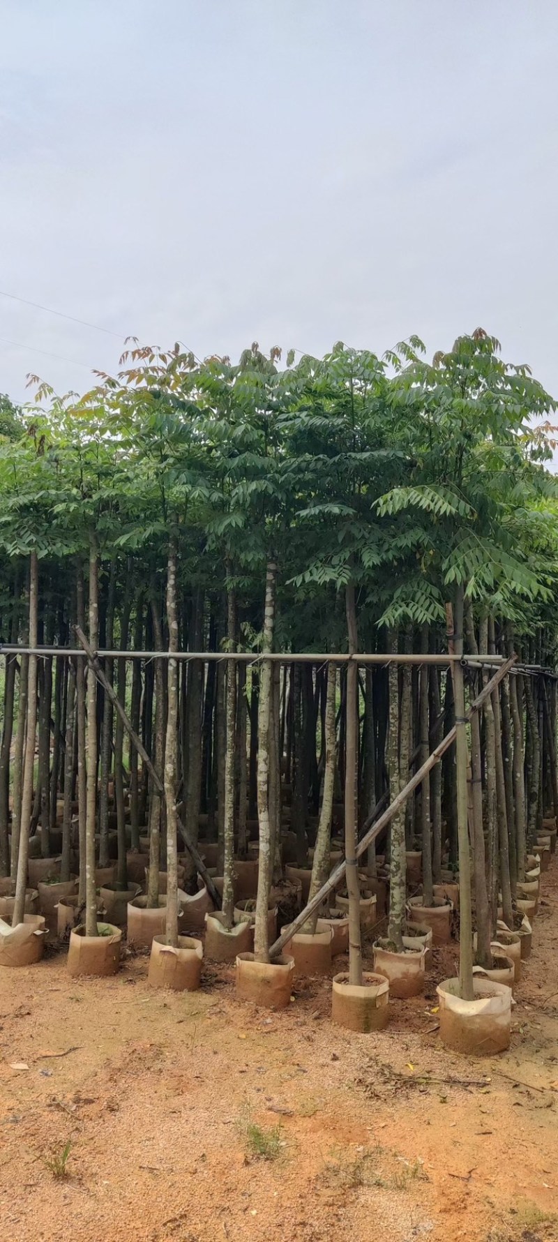 光杆复羽叶栾树，国庆花5～25公分基地直销规格齐全