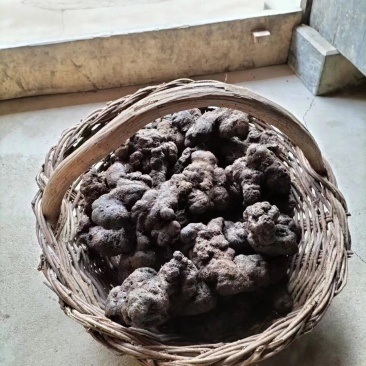 【推荐】精品猪苓，产地直销，价格美丽，欢迎下单