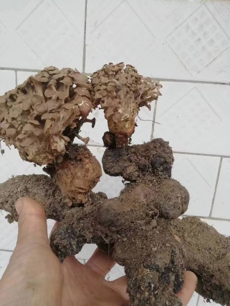 【推荐】精品猪苓，产地直销，价格美丽，欢迎下单