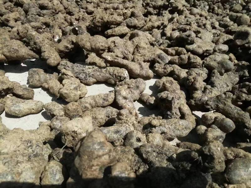 【推荐】精品猪苓，产地直销，价格美丽，欢迎下单