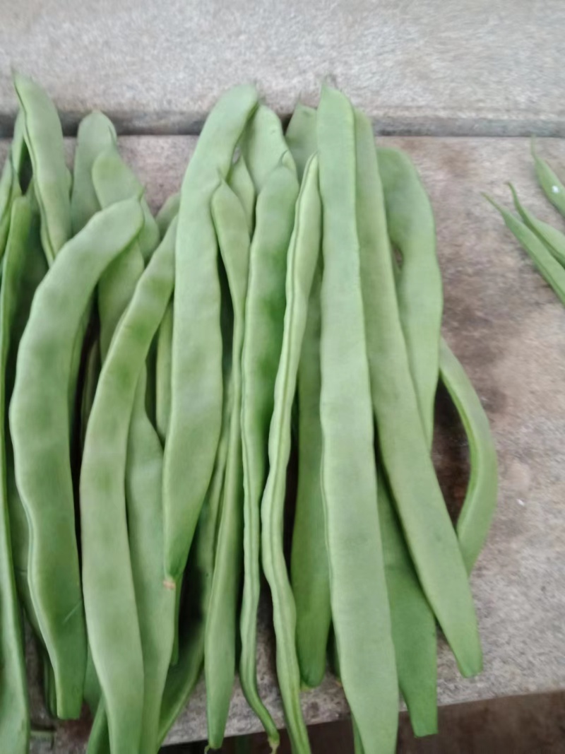 架豆王豆角开始上市，欢迎大家来收购价格可谈