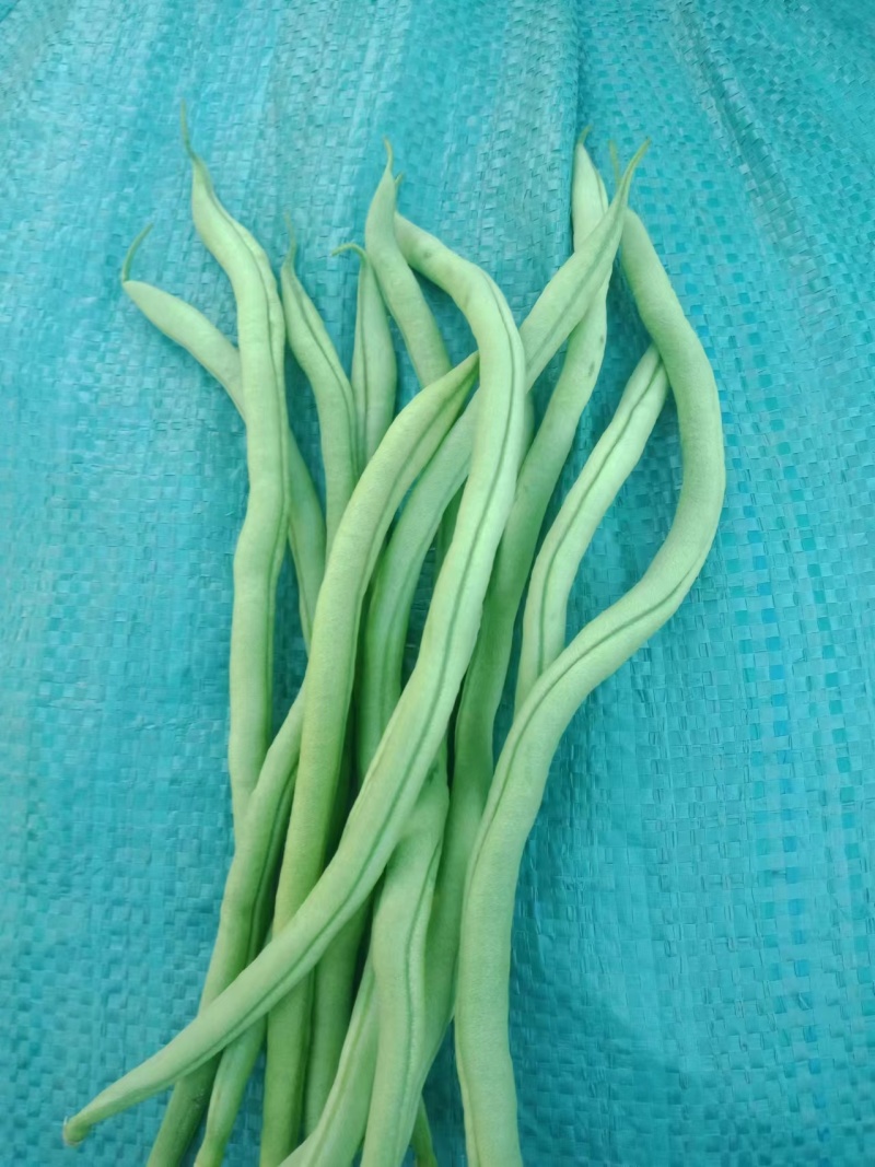 架豆王豆角开始上市，欢迎大家来收购价格可谈