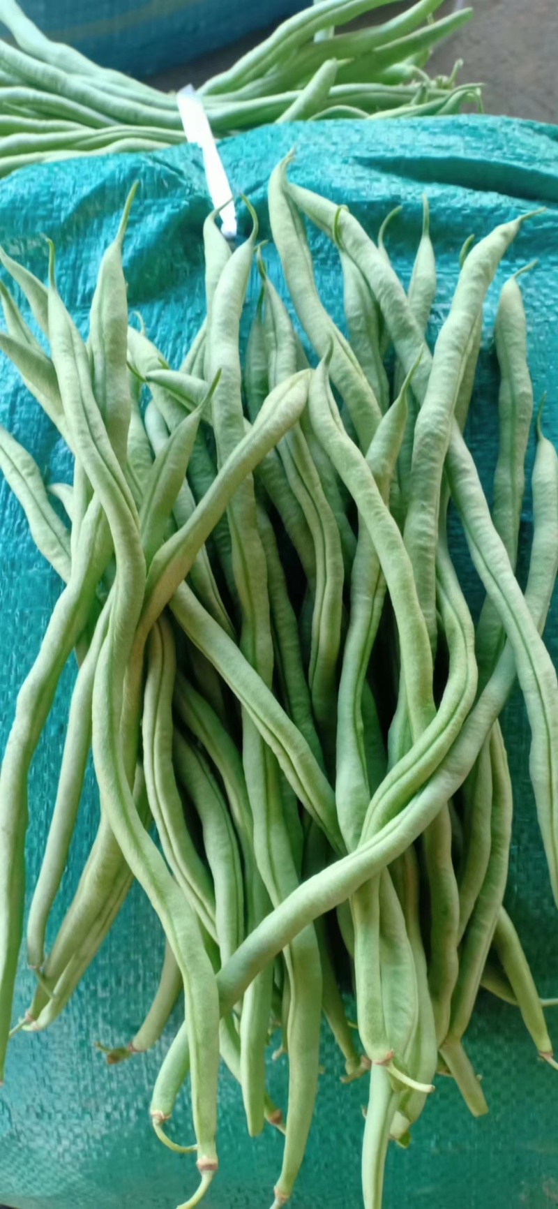 架豆王豆角开始上市，欢迎大家来收购价格可谈