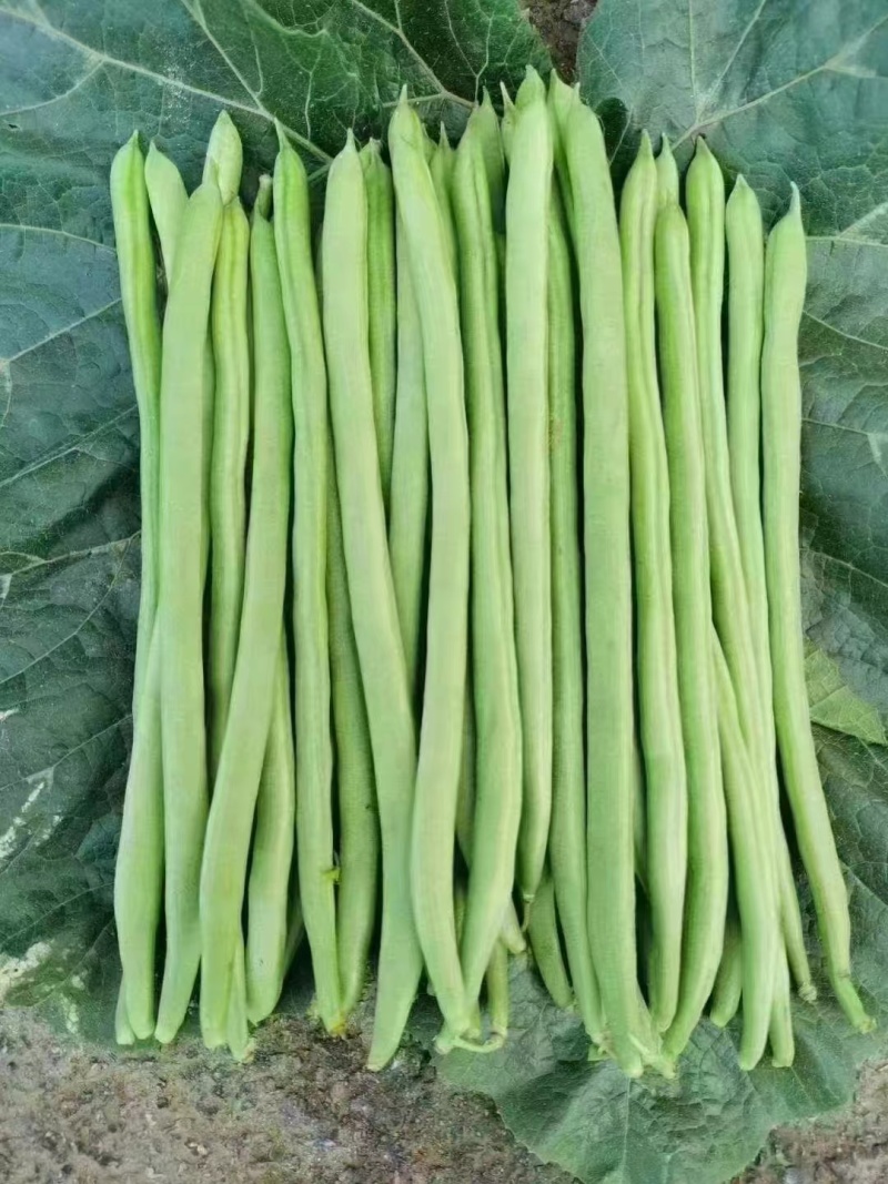 架豆王豆角开始上市，欢迎大家来收购价格可谈