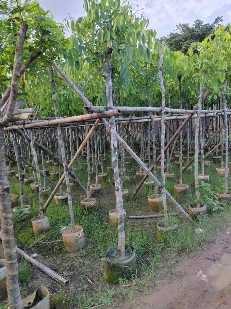 腊肠树3～15公分基地直销规格齐全欢迎老板来电