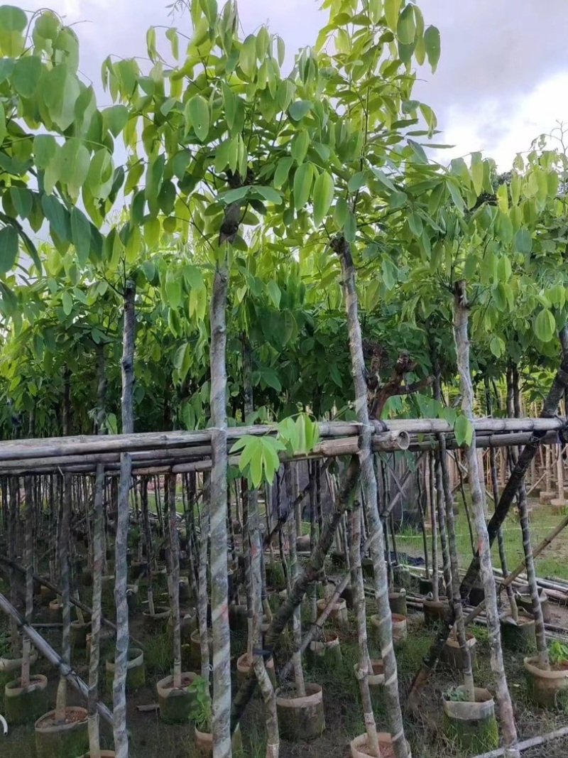 腊肠树3～15公分基地直销规格齐全欢迎老板来电