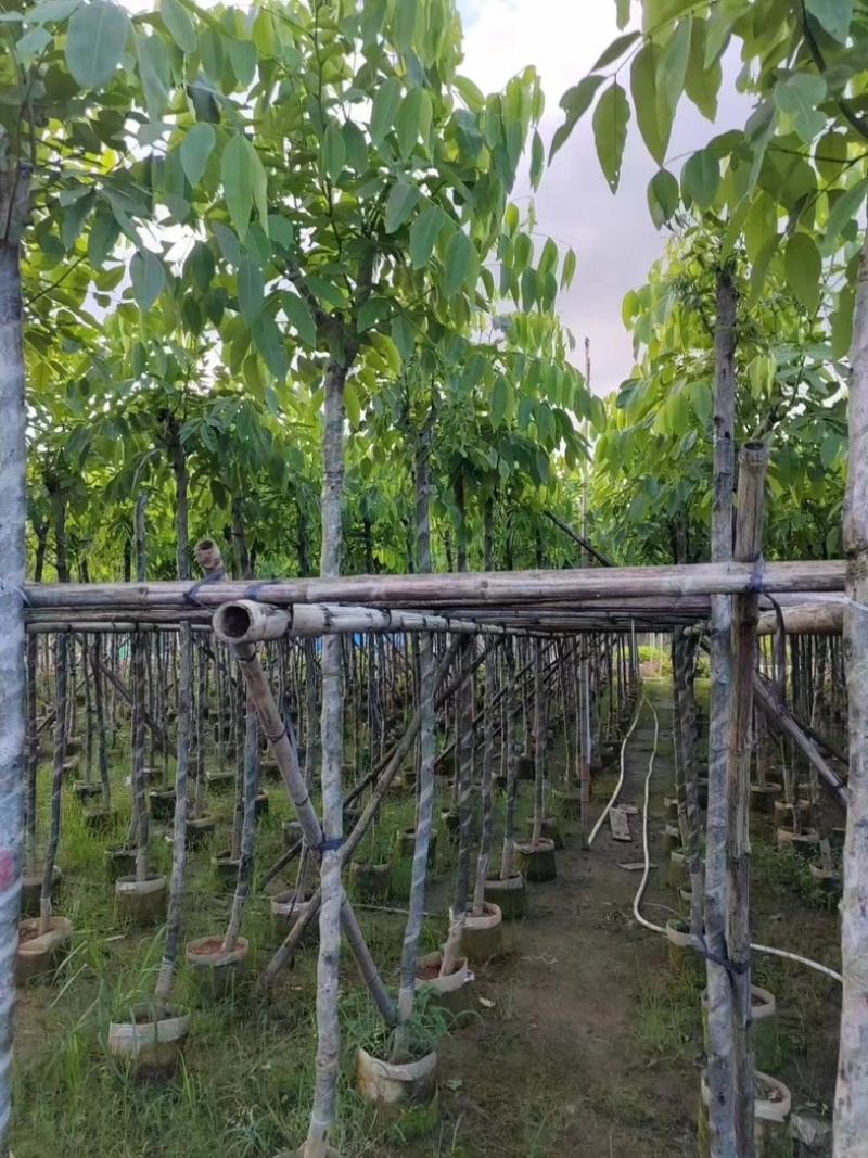 腊肠树3～15公分基地直销规格齐全欢迎老板来电