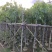 腊肠树3～15公分基地直销规格齐全欢迎老板来电