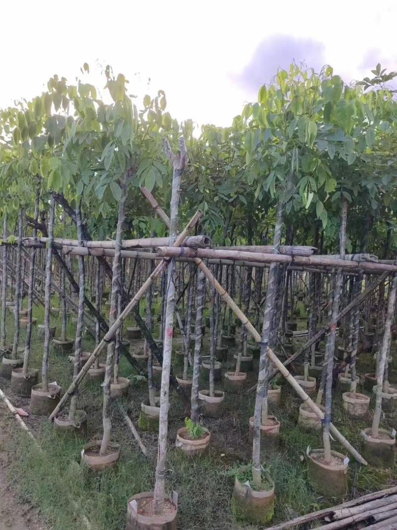 腊肠树3～15公分基地直销规格齐全欢迎老板来电