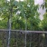腊肠树3～15公分基地直销规格齐全欢迎老板来电